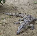 20091111152343-cocodrilo....1.jpg